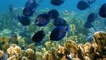 Ensenada Snorkeling